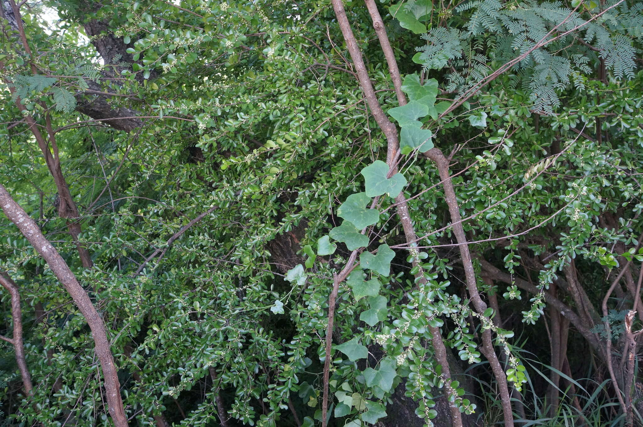 Image of Gymnosporia diversifolia Maxim.