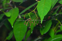 Слика од Solanum pittosporifolium Hemsl.