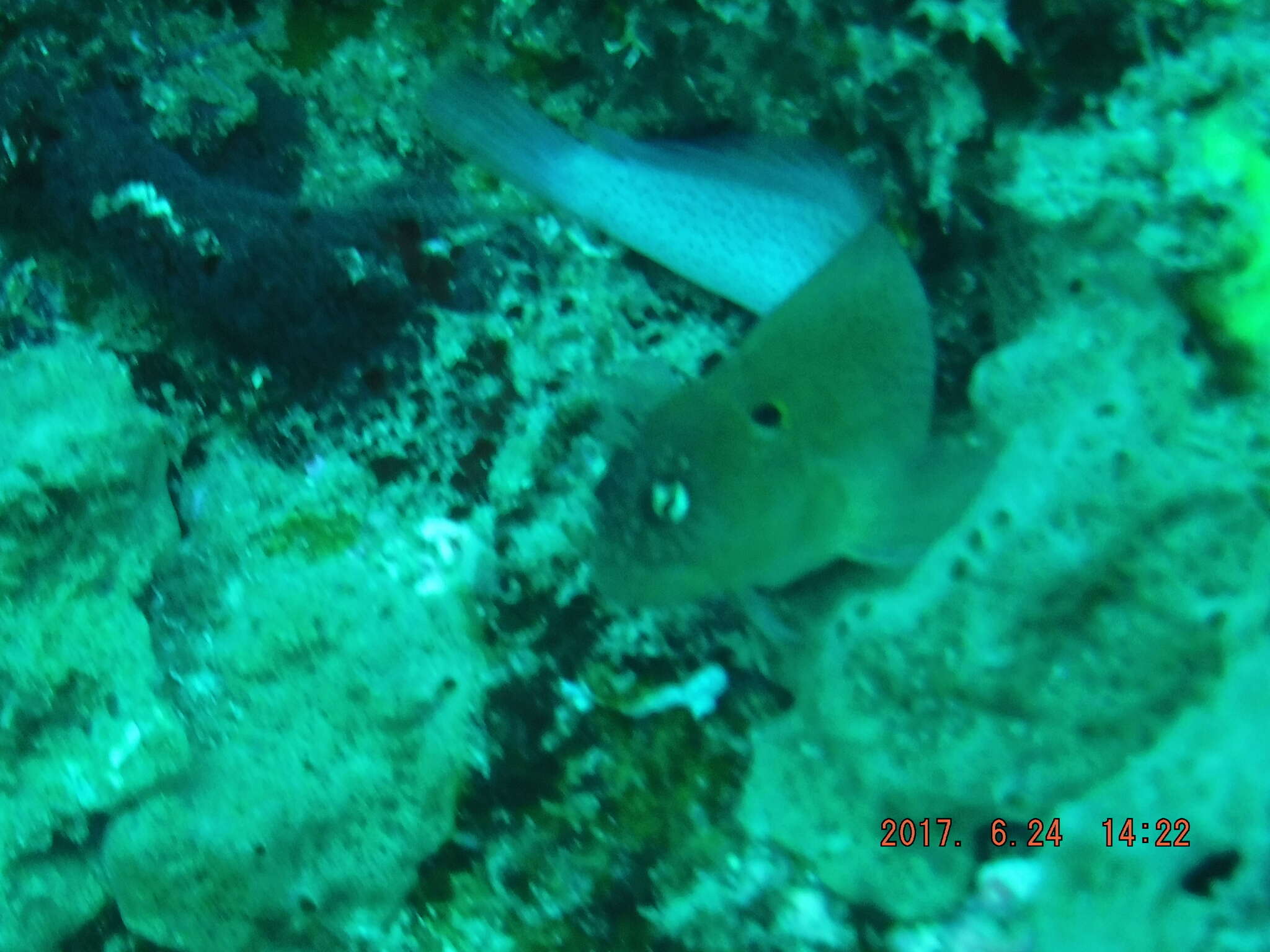 Image of Black-spot eye-lash blenny