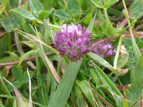 Sivun Trifolium barbigerum Torr. kuva