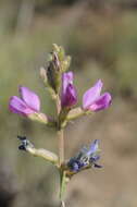 Image of Oxytropis almaatensis Bajtenov