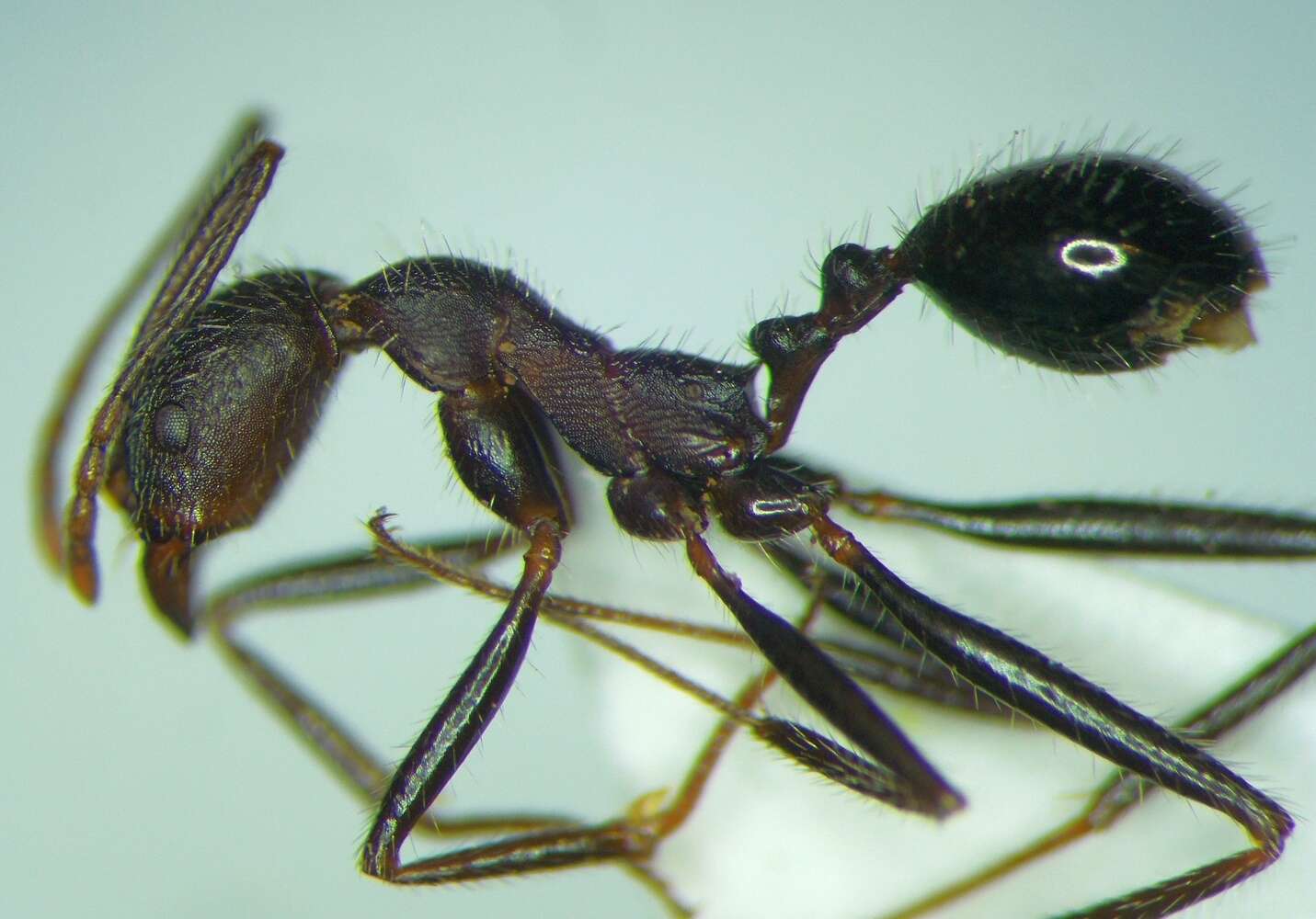 Image of Aphaenogaster simonellii Emery 1894