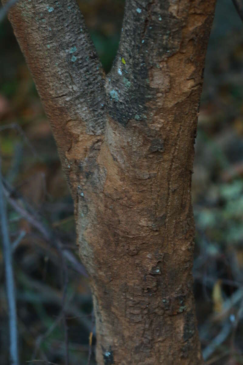 Image of Lowveld veronia