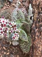 Crassula exilis subsp. cooperi (Regel) Tölken resmi