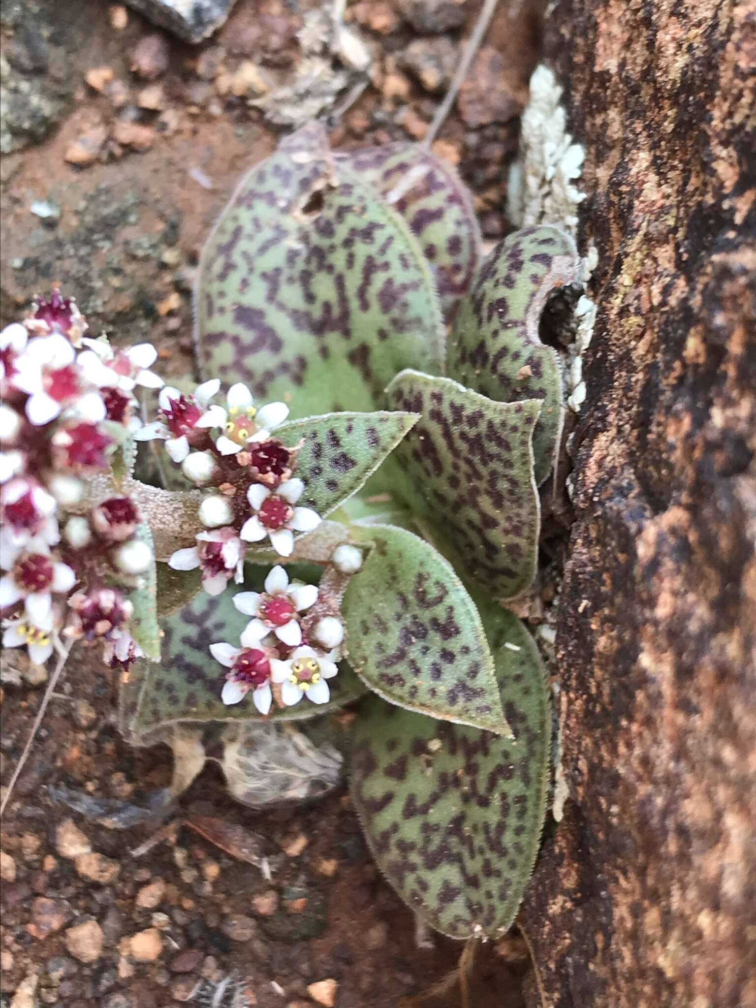 Crassula exilis subsp. cooperi (Regel) Tölken resmi