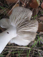 Image of Tricholoma griseoviolaceum Shanks 1996