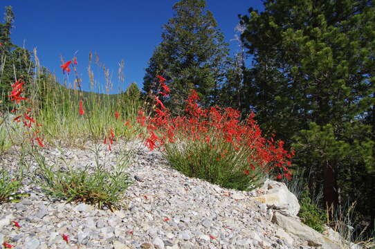 Слика од Penstemon rostriflorus Kellogg