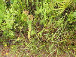 Image of cluster-leaf st.john's wort