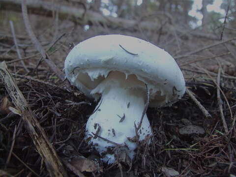 Image of Amanita silvicola Kauffman 1926