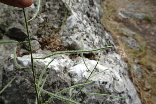 Image of Hesperis steveniana DC.