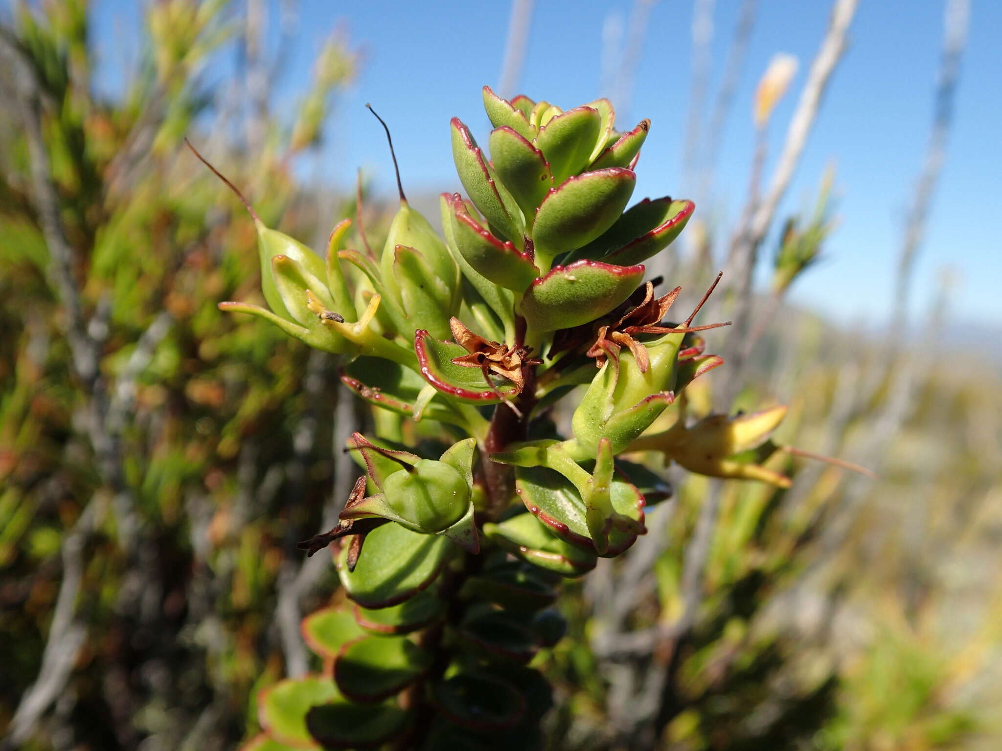 Image of Veronica macrantha var. brachyphylla Cheesem.