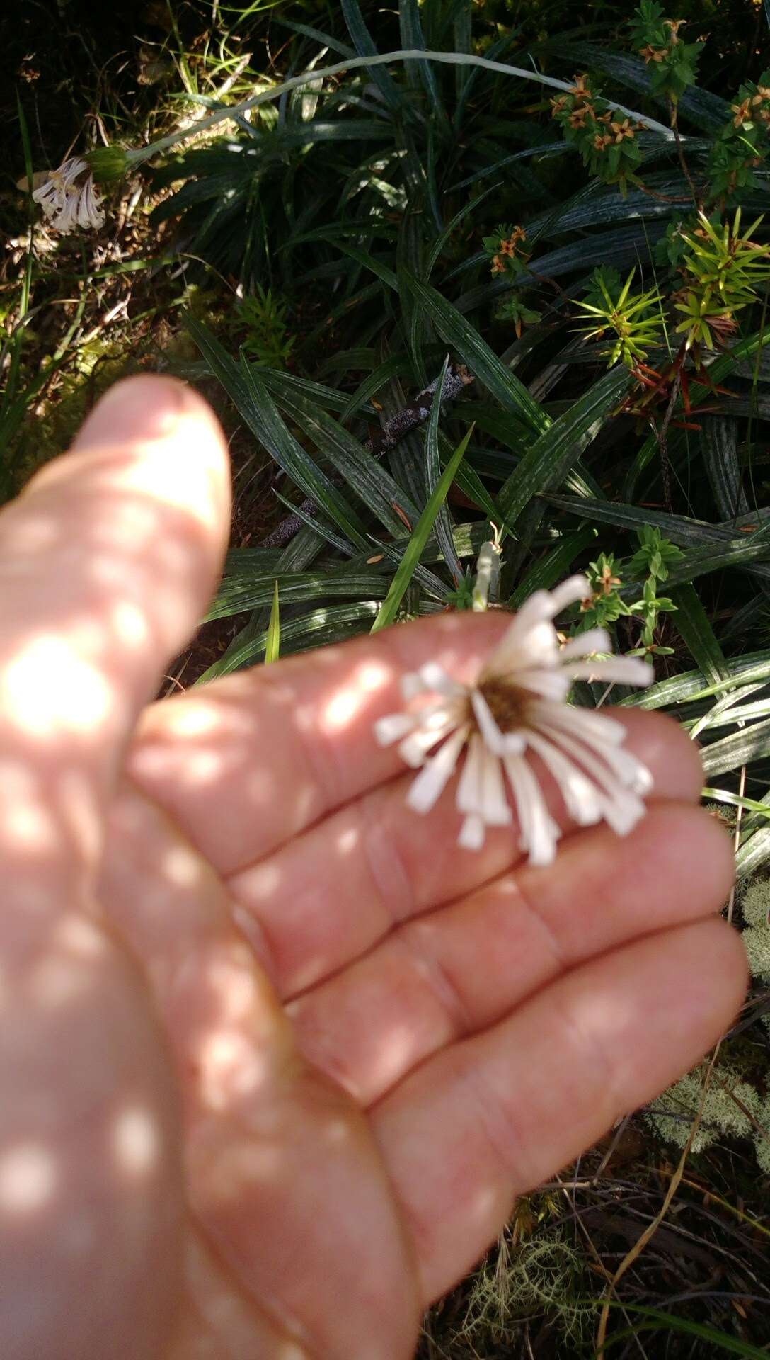 Plancia ëd Celmisia graminifolia Hook. fil.