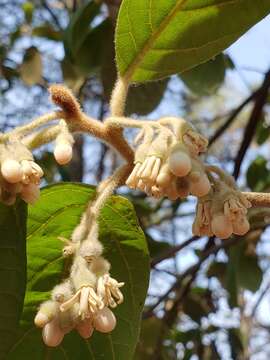 Image of Styrax argenteus Presl