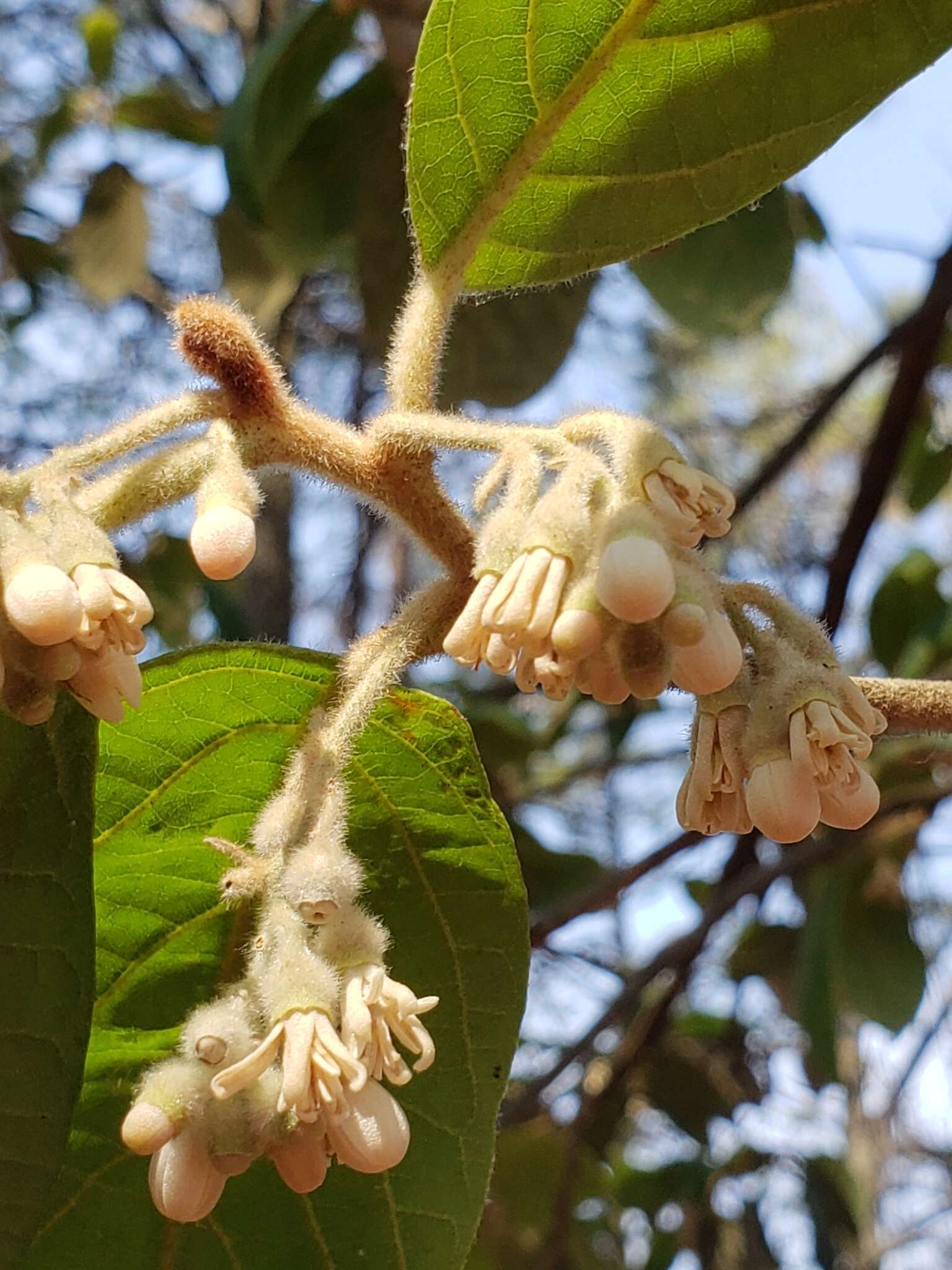 صورة Styrax argenteus Presl