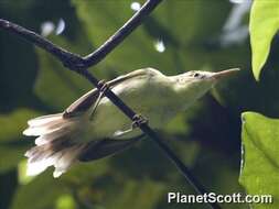 Image of Tahiti Reed Warbler