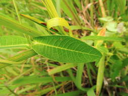 Image of Rhabdadenia madida (Vell.) Miers