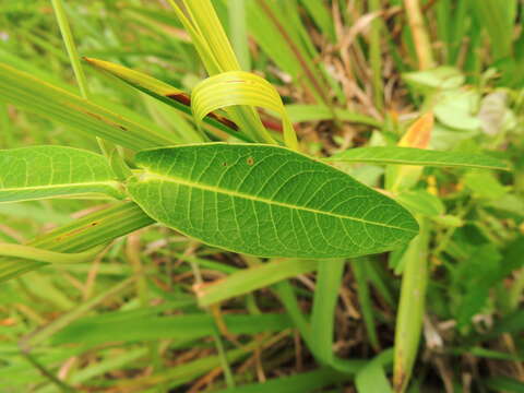 Image of Rhabdadenia madida (Vell.) Miers