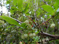 Sivun Vaccinium padifolium J. E. Sm. kuva