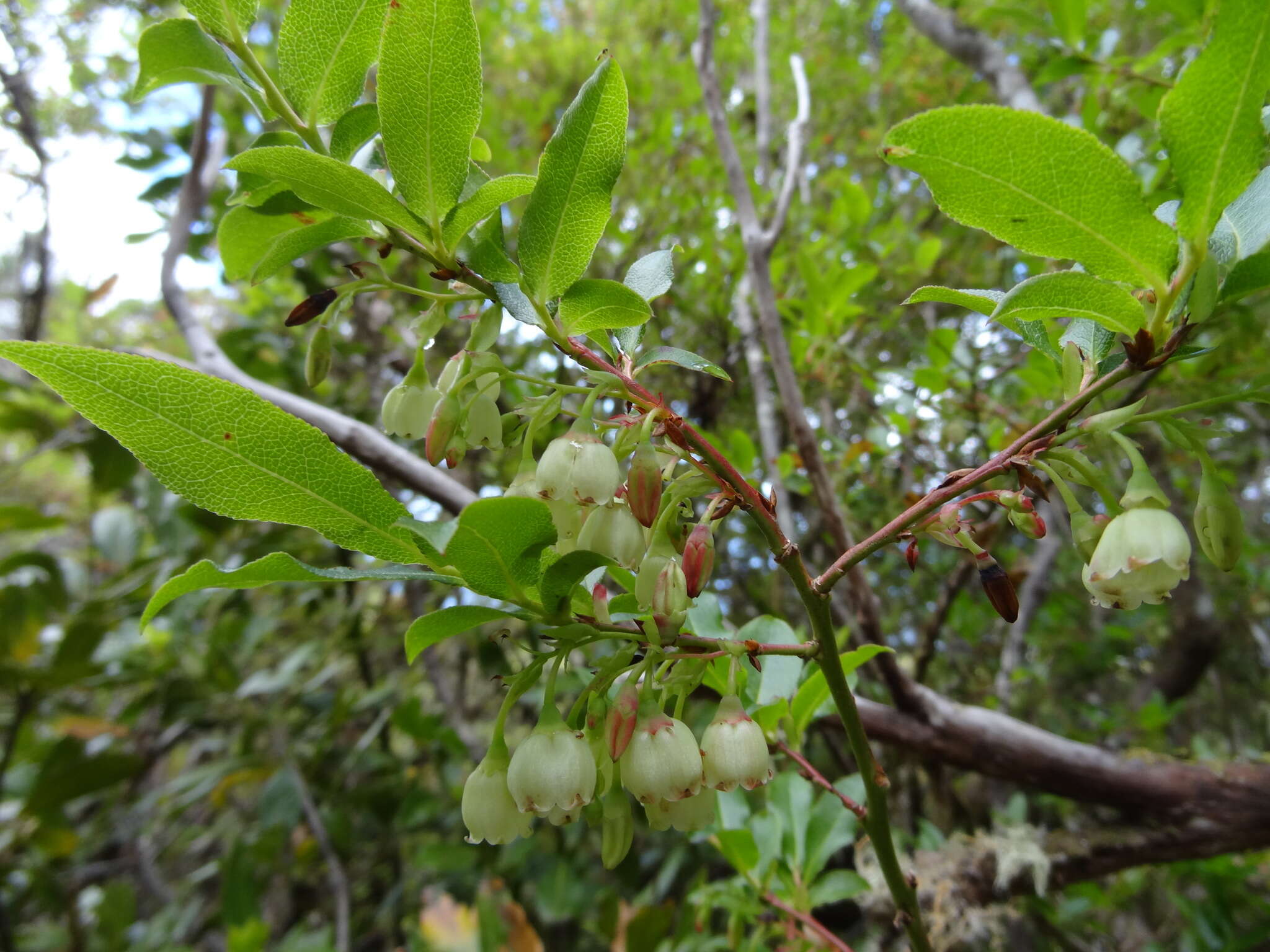 Sivun Vaccinium padifolium J. E. Sm. kuva