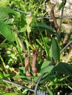 Image of Aristolochia paucinervis Pomel