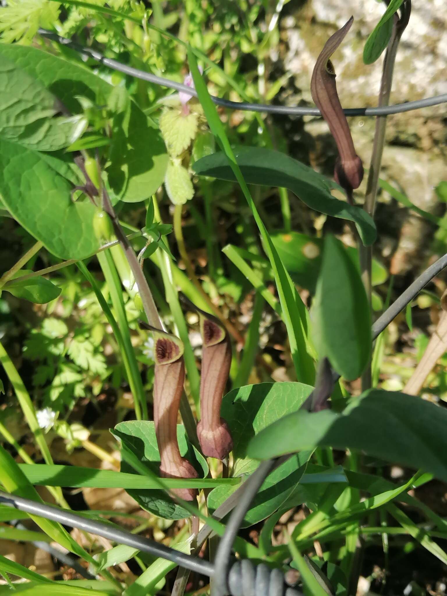 Image of Aristolochia paucinervis Pomel