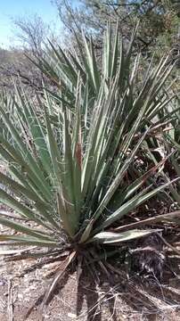 Imagem de Yucca baccata Torr.