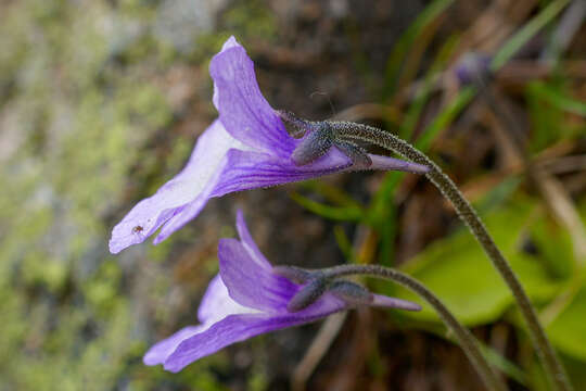 Imagem de Pinguicula corsica Bernard & Gren.