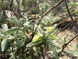 Imagem de Stachys rugosa Aiton