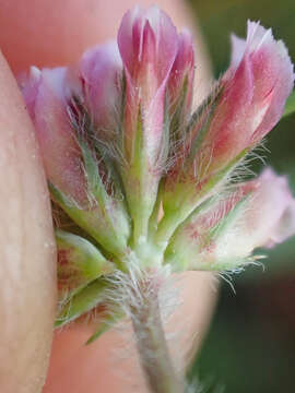 Image of Trifolium bifidum var. decipiens Greene