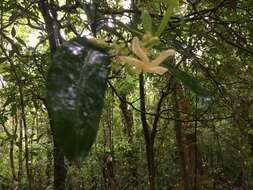 Plancia ëd Tabernaemontana mocquerysii A. DC.