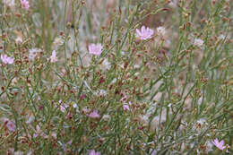 Image of Stephanomeria occultata