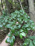 Eugenia biflora (L.) DC. resmi