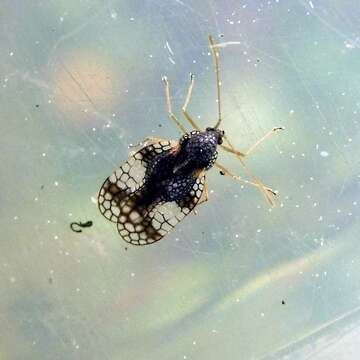 Image of Andromeda Lace Bug