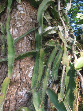 Image of Strophocactus