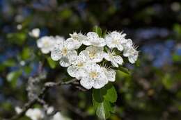 صورة Crataegus media Bechst.