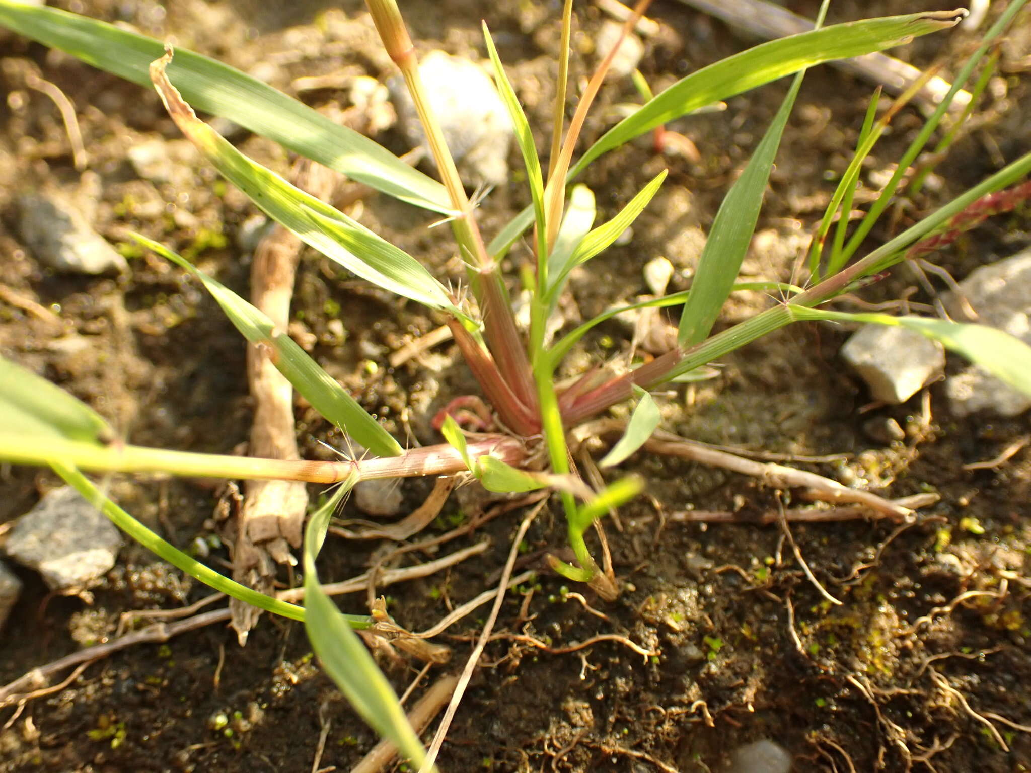 Image of Indian lovegrass