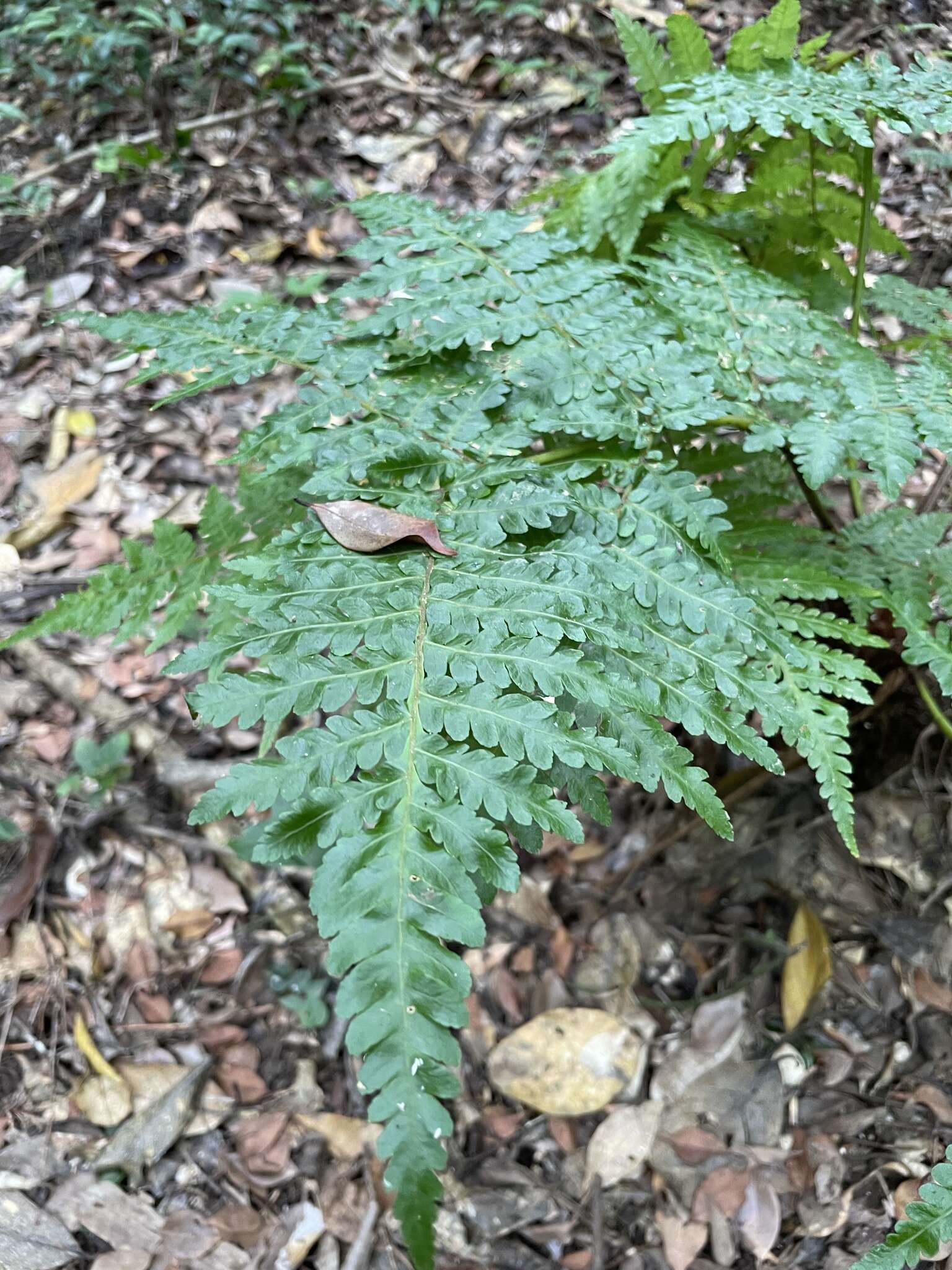 Alsophila fenicis (Copel.) C. Chr. resmi