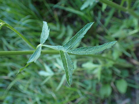 Imagem de Pastinaca sativa subsp. sativa