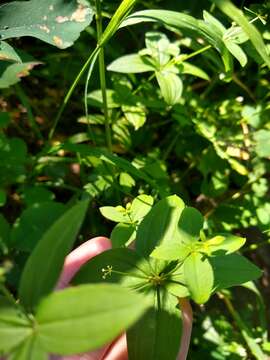 Imagem de Galium oreganum Britton