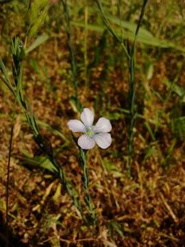 Слика од Linum bienne Miller