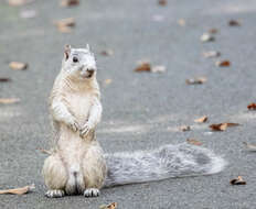 Image of Delmarva Peninsula fox squirrel