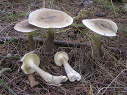 Image of Ampulloclitocybe