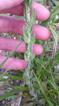 Image of field pepperweed