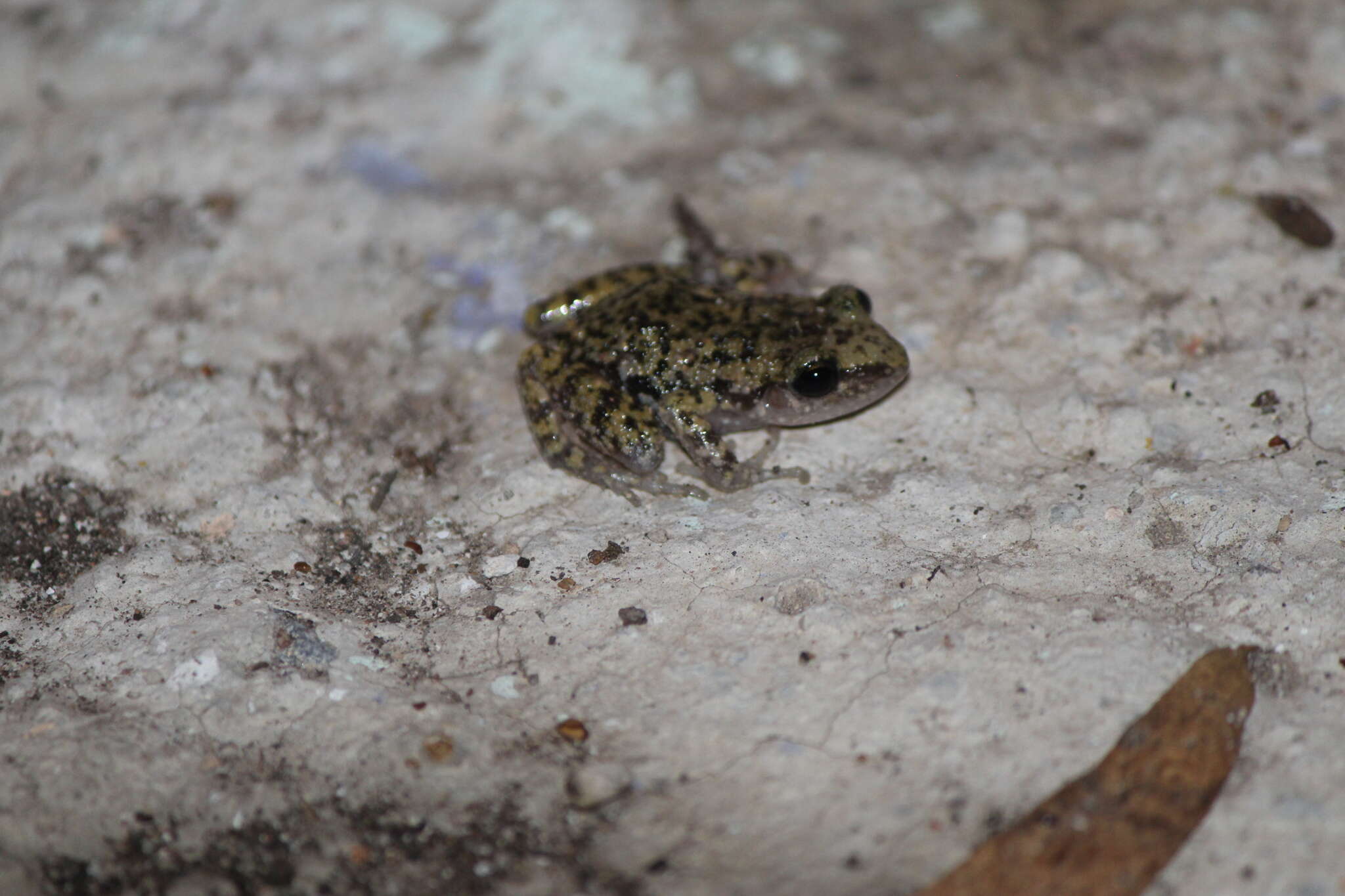 Image of Spotted Chirping Frog