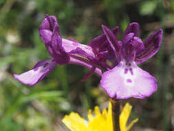 Image of Anacamptis boryi (Rchb. fil.) R. M. Bateman, Pridgeon & M. W. Chase