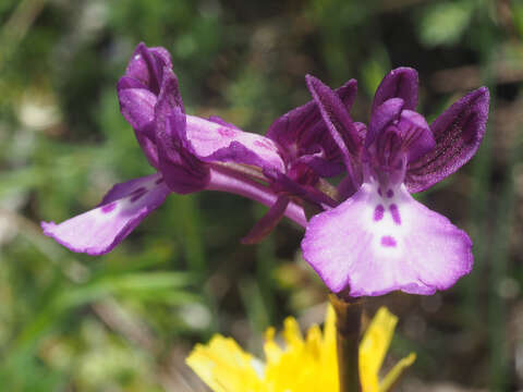 Image of Anacamptis boryi (Rchb. fil.) R. M. Bateman, Pridgeon & M. W. Chase