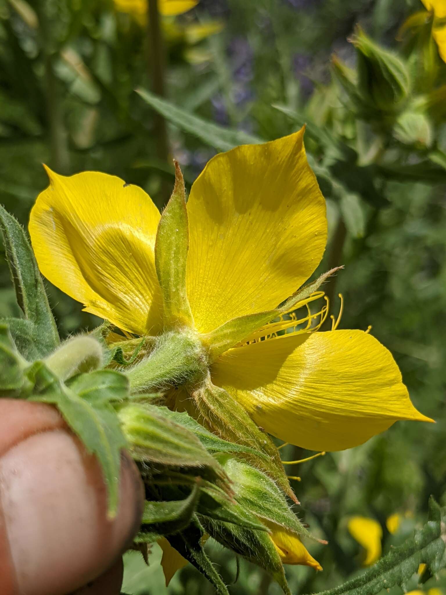 Image of Sierra blazingstar