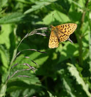 Image of <i>Boloria oscarus</i>