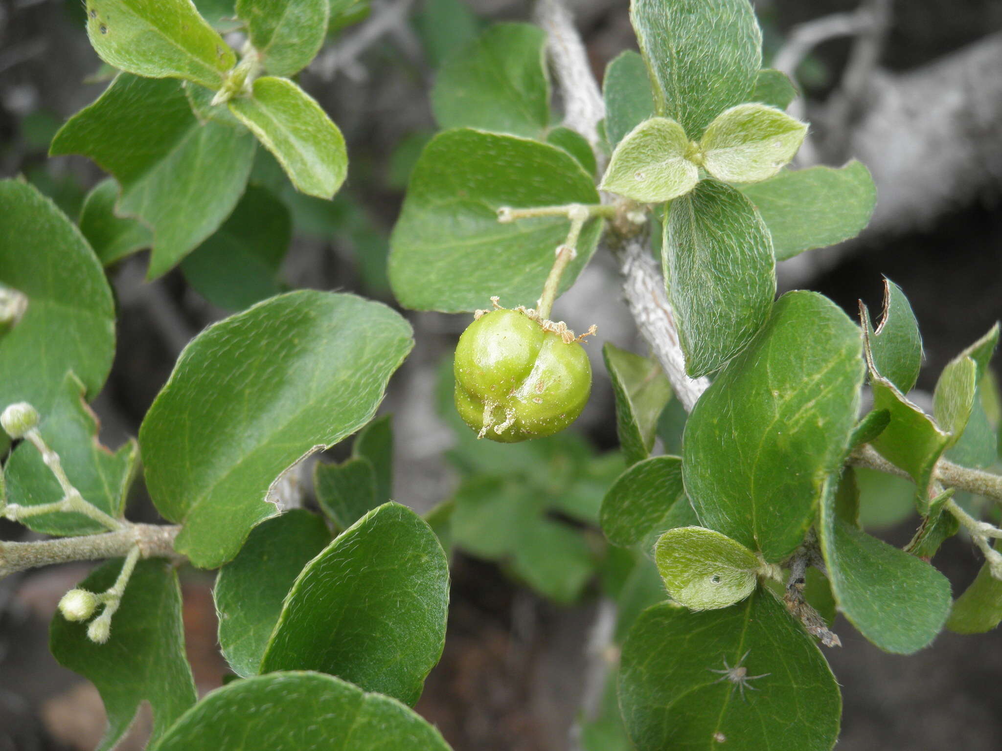 Imagem de Malpighia diversifolia T. S. Brandeg.