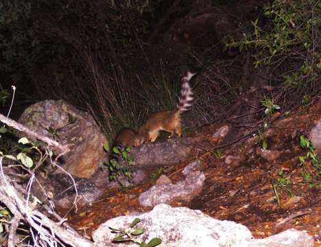 Image of Ringtail